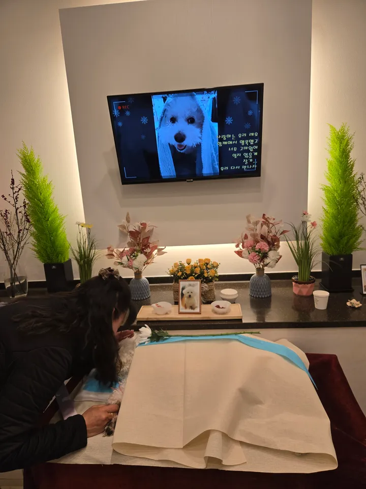 레오 보호자 후기 이미지