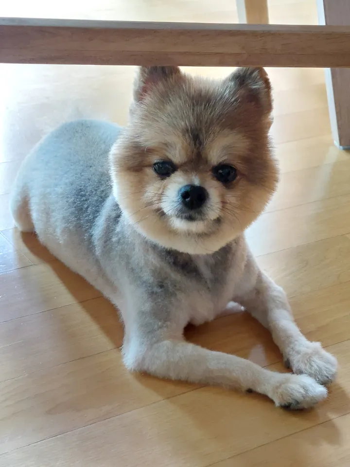 안산 반려동물 장례 장례식장 1 실제 후기 사진