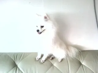 똘이 보호자 후기 이미지
