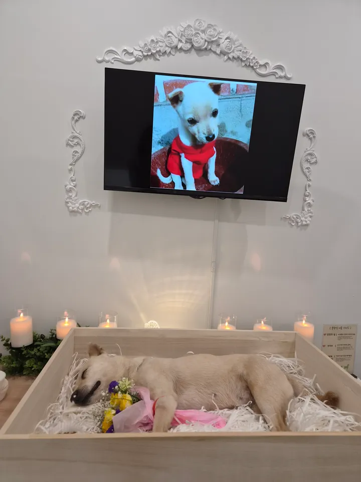 네리 보호자 후기 이미지