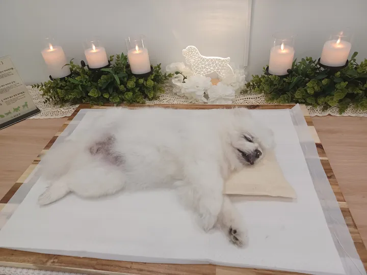 설령이 보호자 후기 이미지