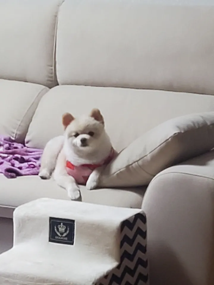 보호자 후기 사진 1