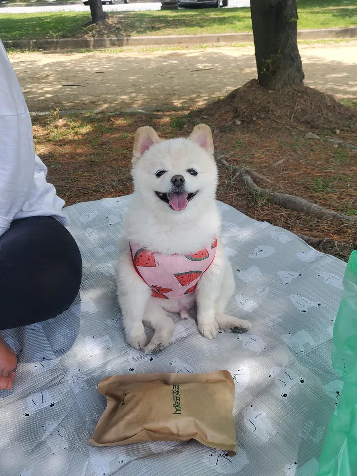 보호자 후기 사진 2