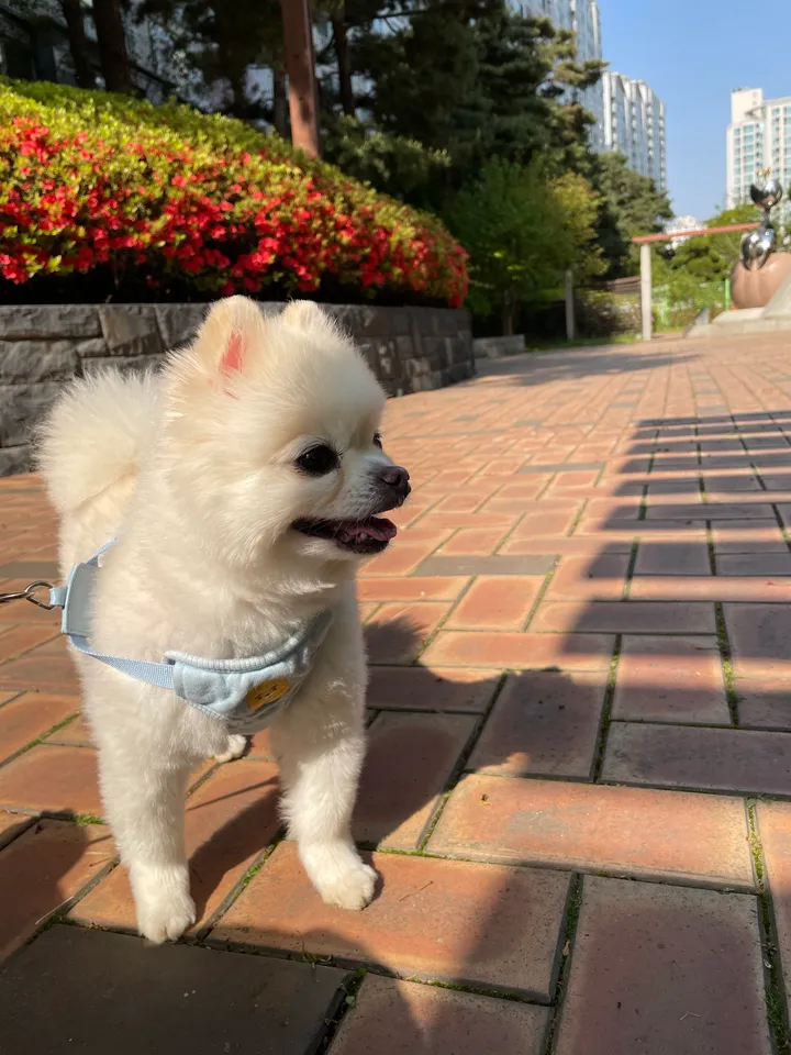 보호자 후기 사진 1