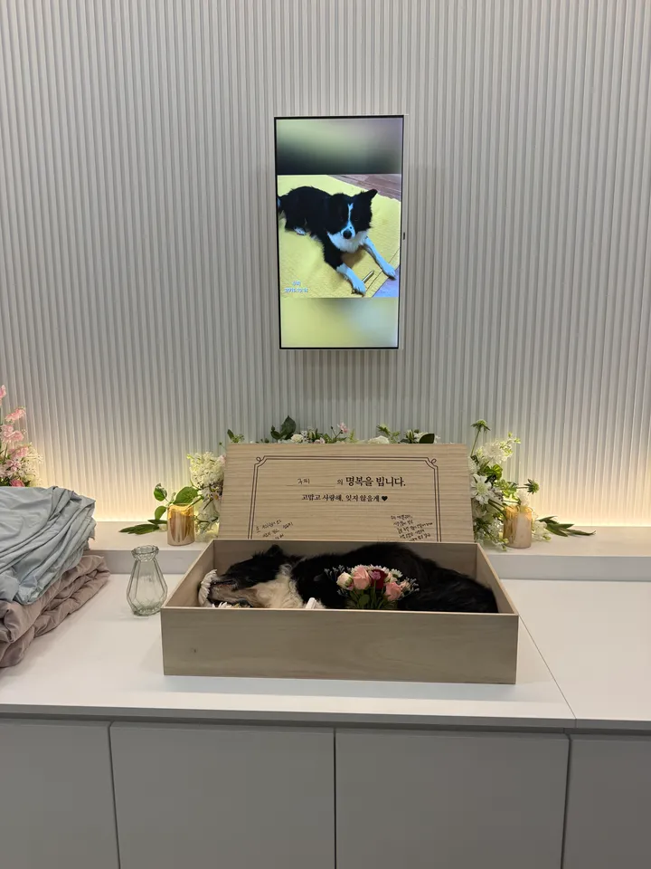 보호자 후기 사진 1