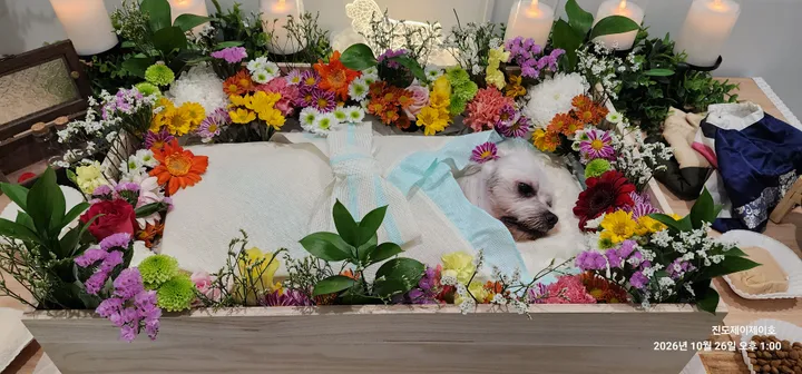 보호자 후기 사진 2
