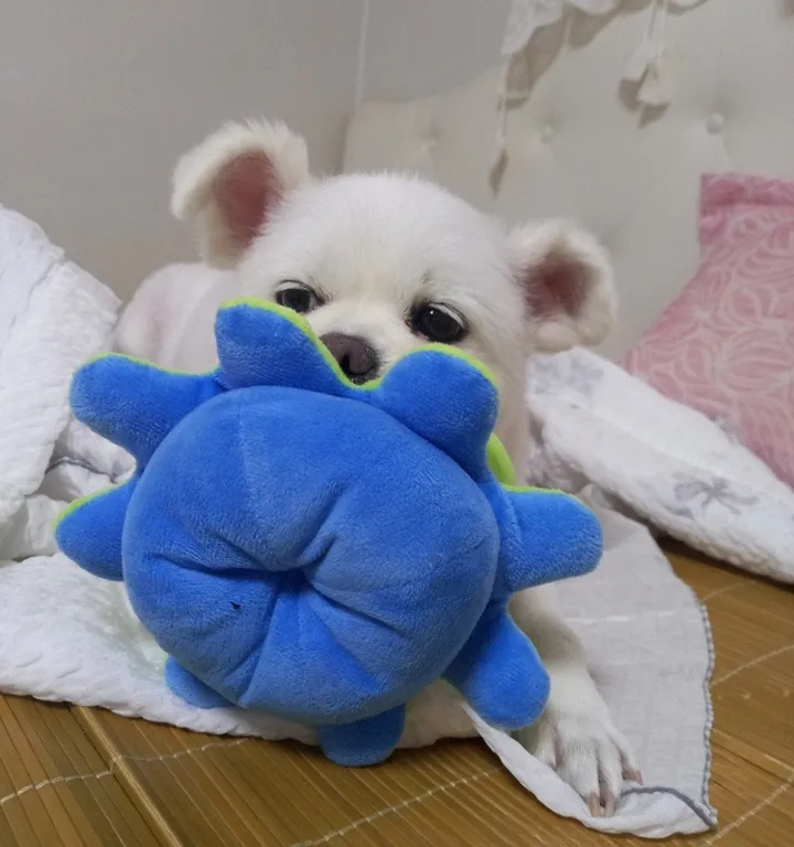 보호자 후기 사진 2