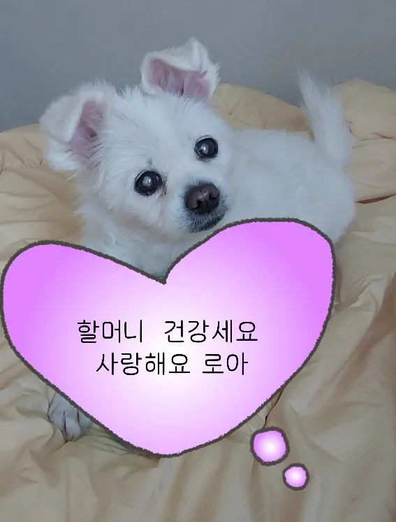 보호자 후기 사진 1