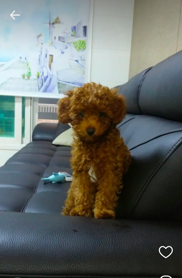 보호자 후기 사진 1