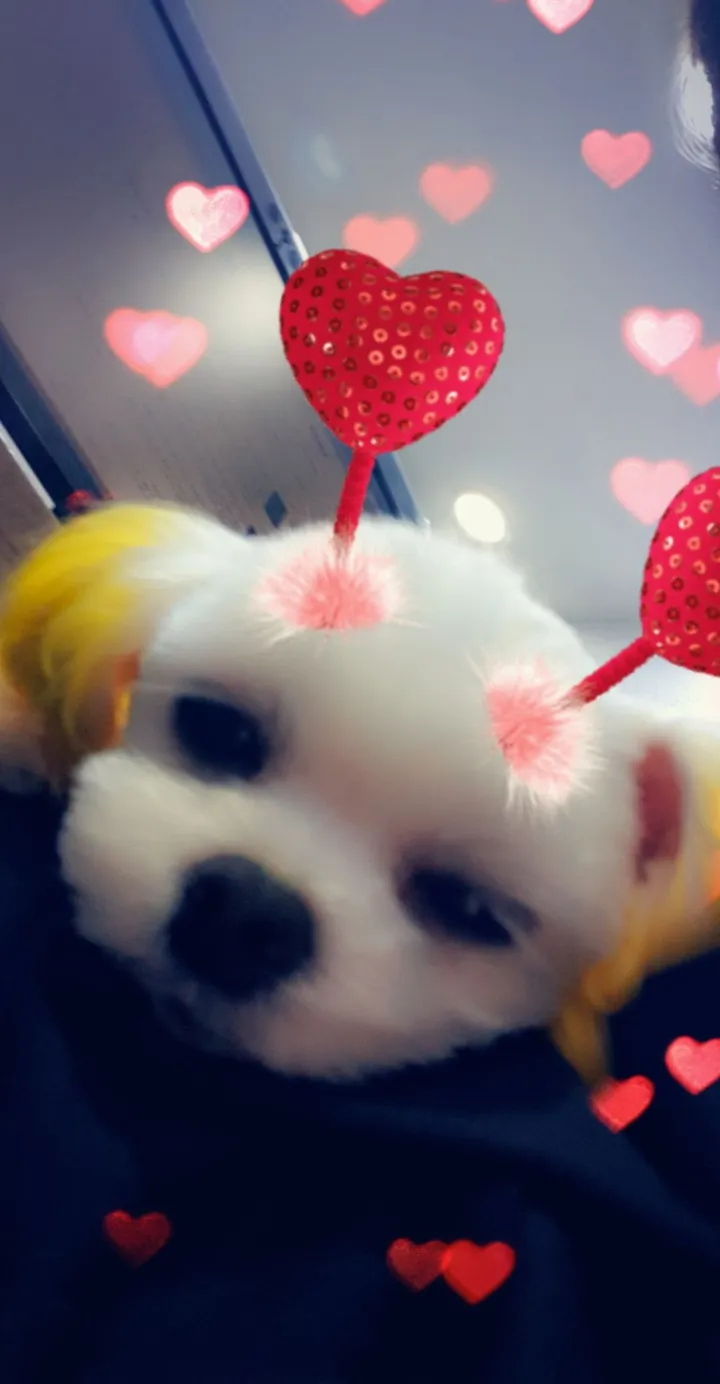 보호자 후기 사진 2