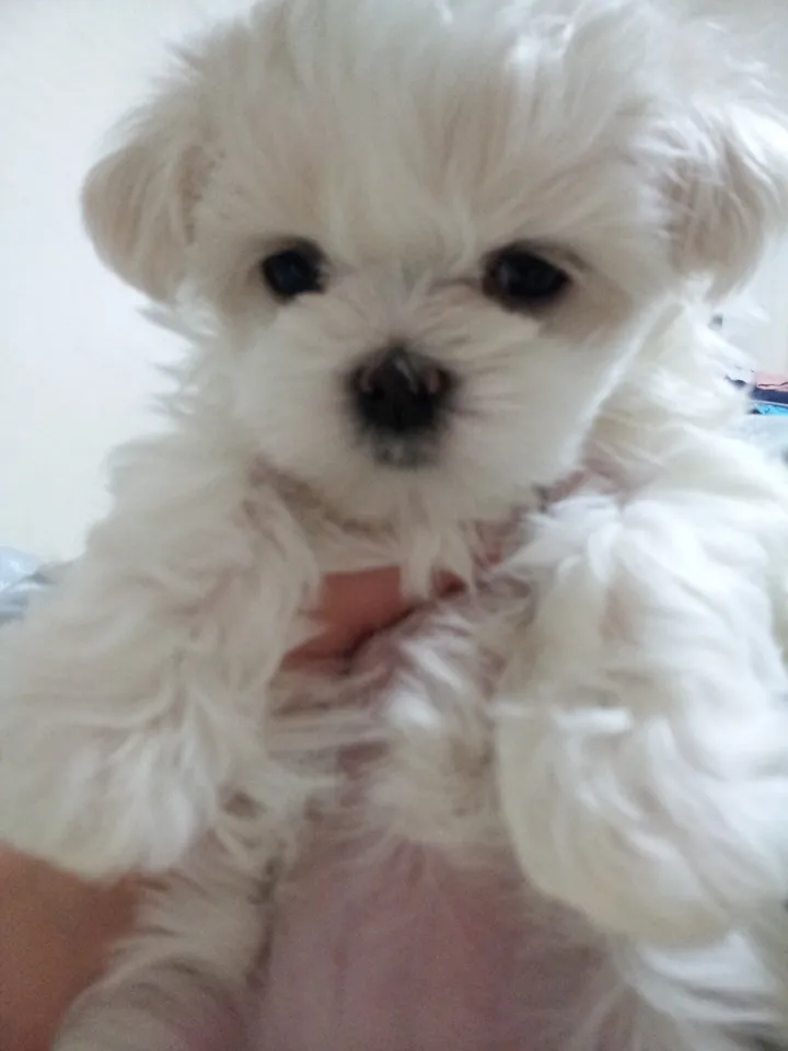 보호자 후기 사진 1
