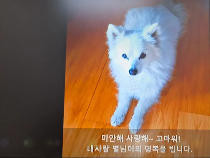 별님 보호자 후기 이미지