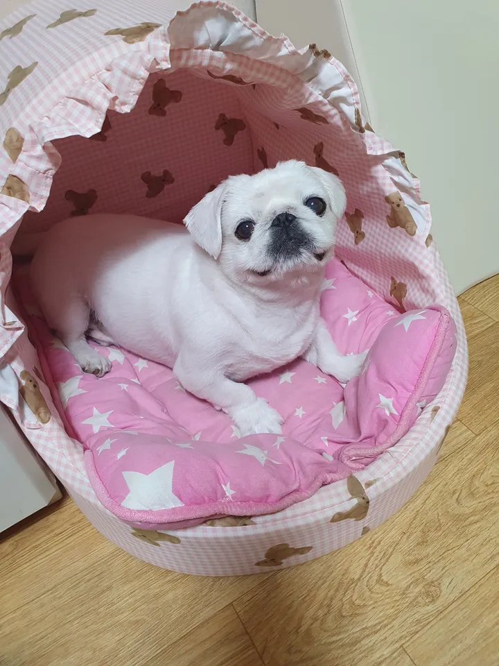 코코 보호자 후기 이미지