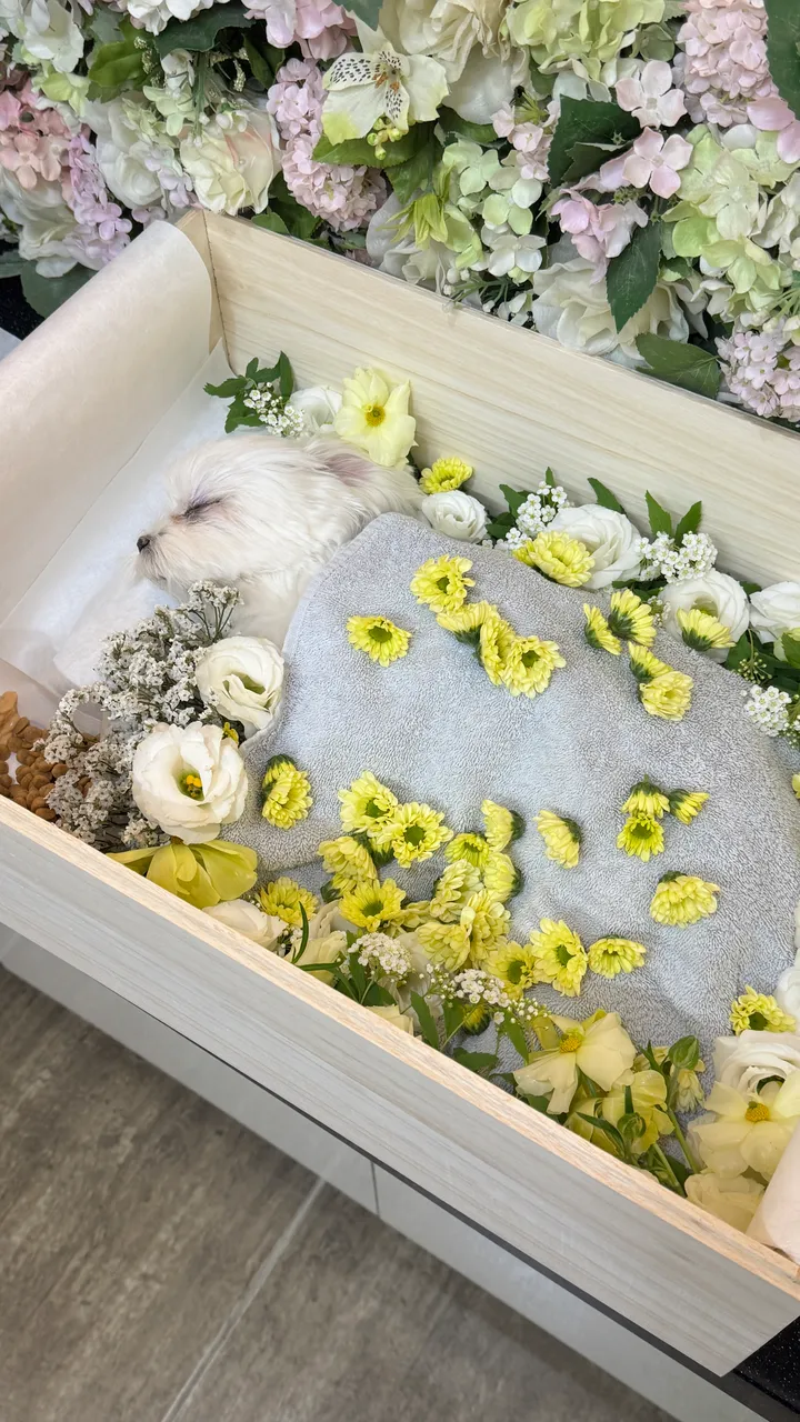 보호자 후기 이미지
