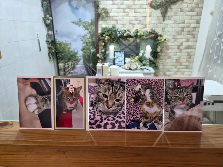 초코 보호자 후기 이미지