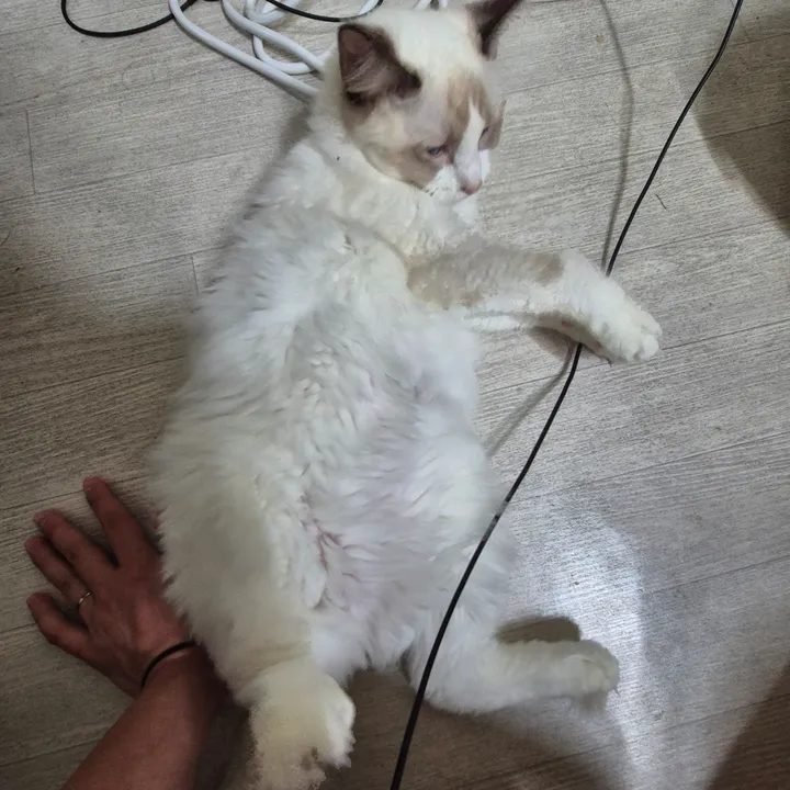 부산 고양이 장례 장례식장 2 실제 후기 사진