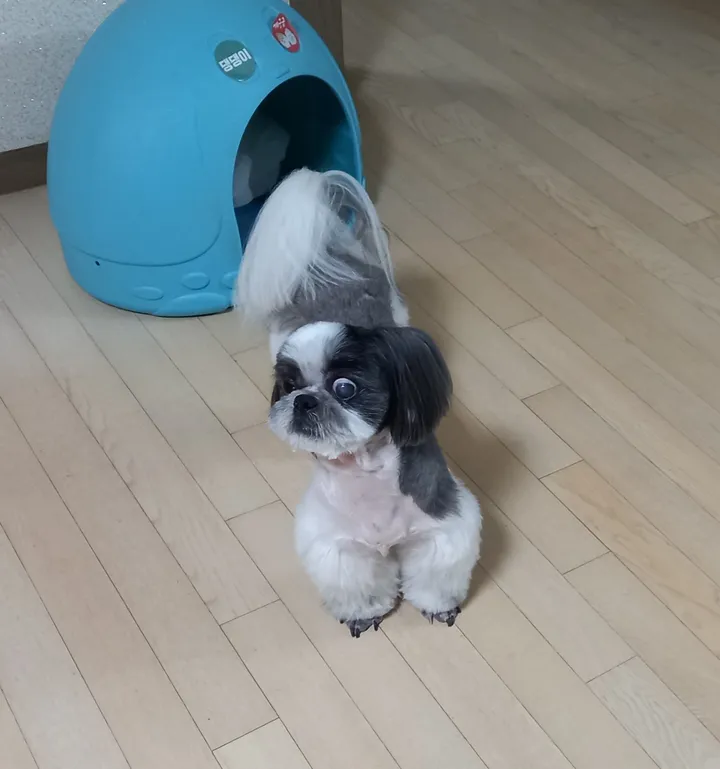 짱이 보호자 후기 이미지