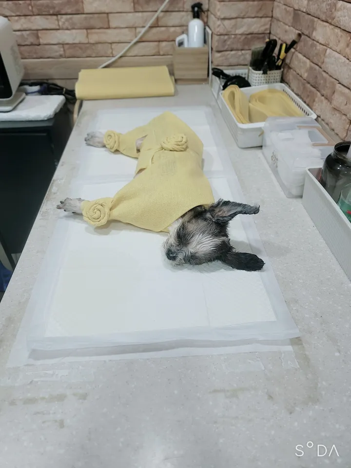 박보배 보호자 후기 이미지