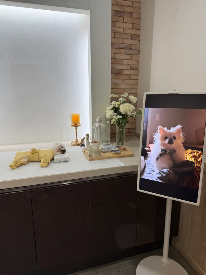 솔이 보호자 후기 이미지