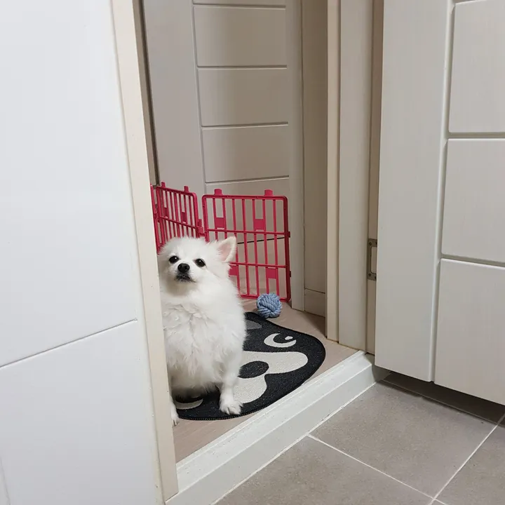 짱짱 보호자 후기 이미지