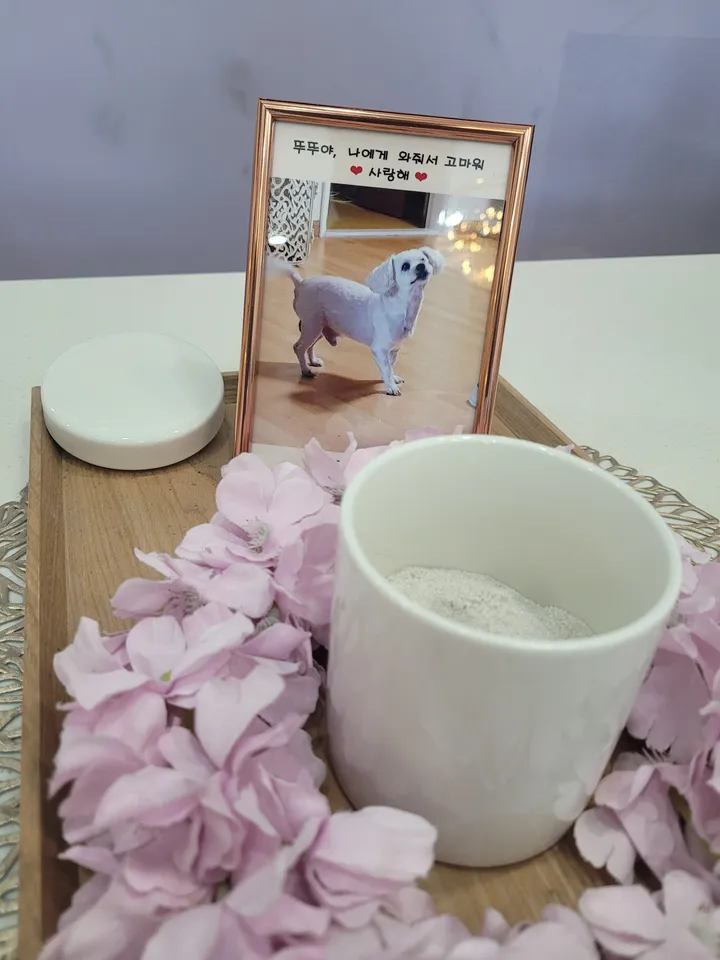 뚜뚜 보호자 후기 이미지