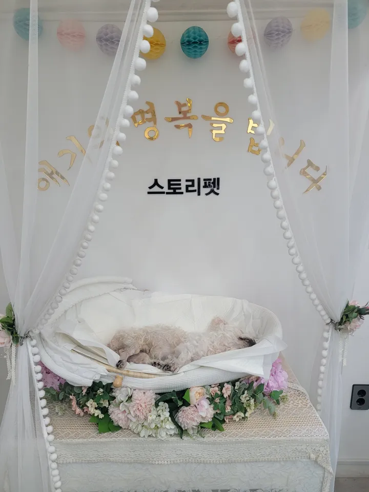 뚜뚜 보호자 후기 이미지
