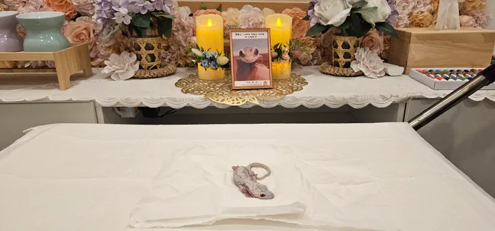 룡룡이 보호자 후기 이미지