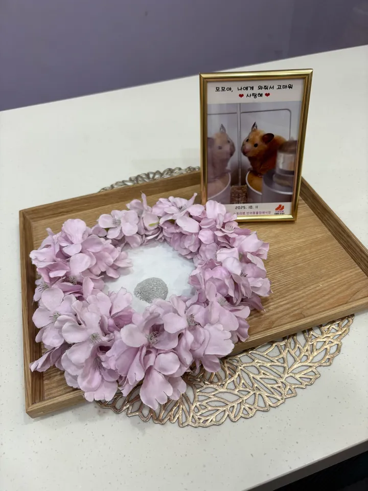 모모 보호자 후기 이미지