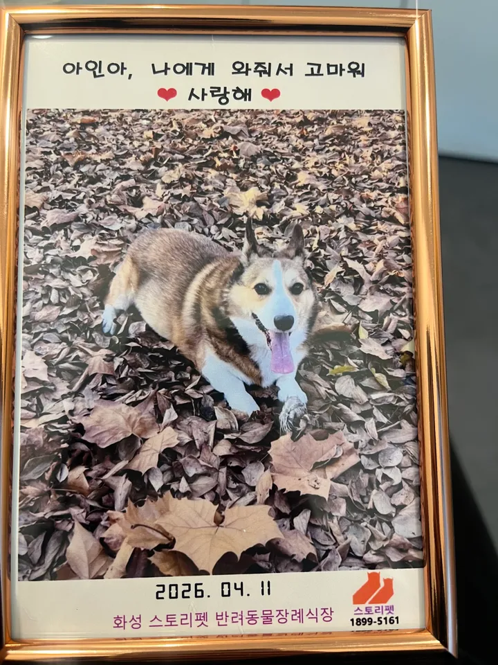 아인 보호자 후기 이미지