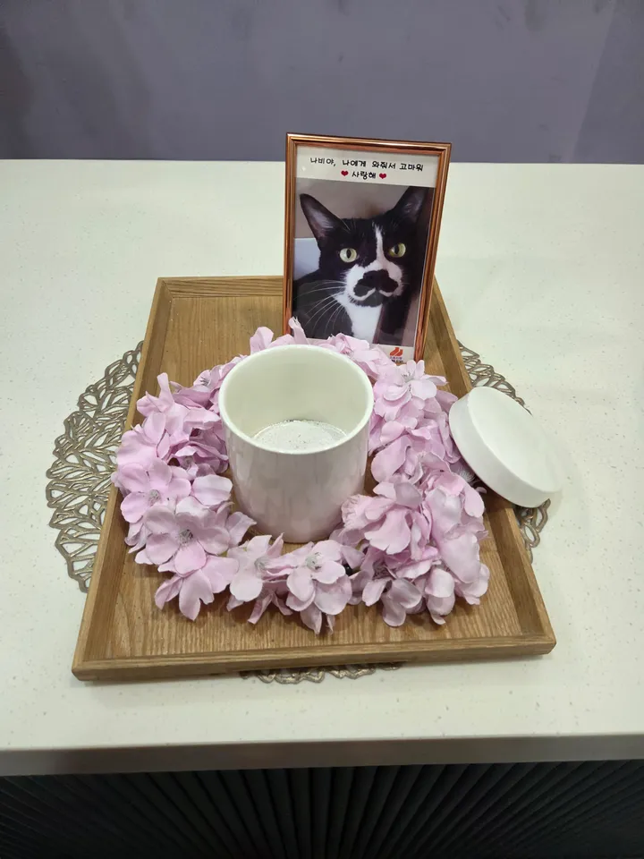 나비 보호자 후기 이미지