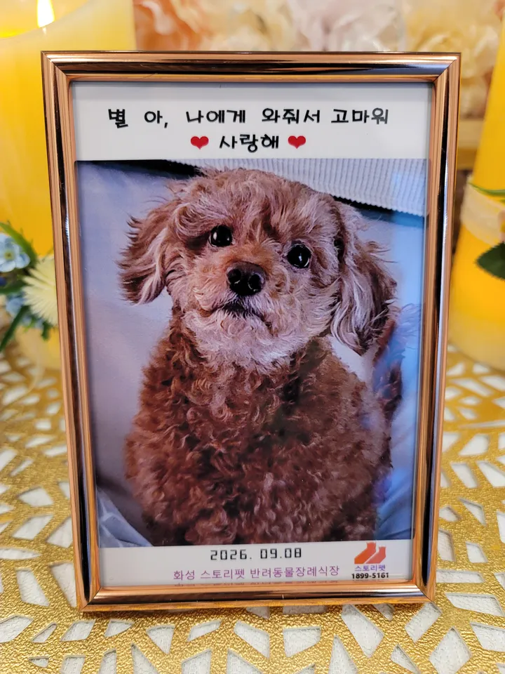 별 보호자 후기 이미지