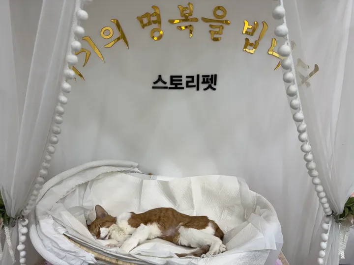 나롱이 보호자 후기 이미지