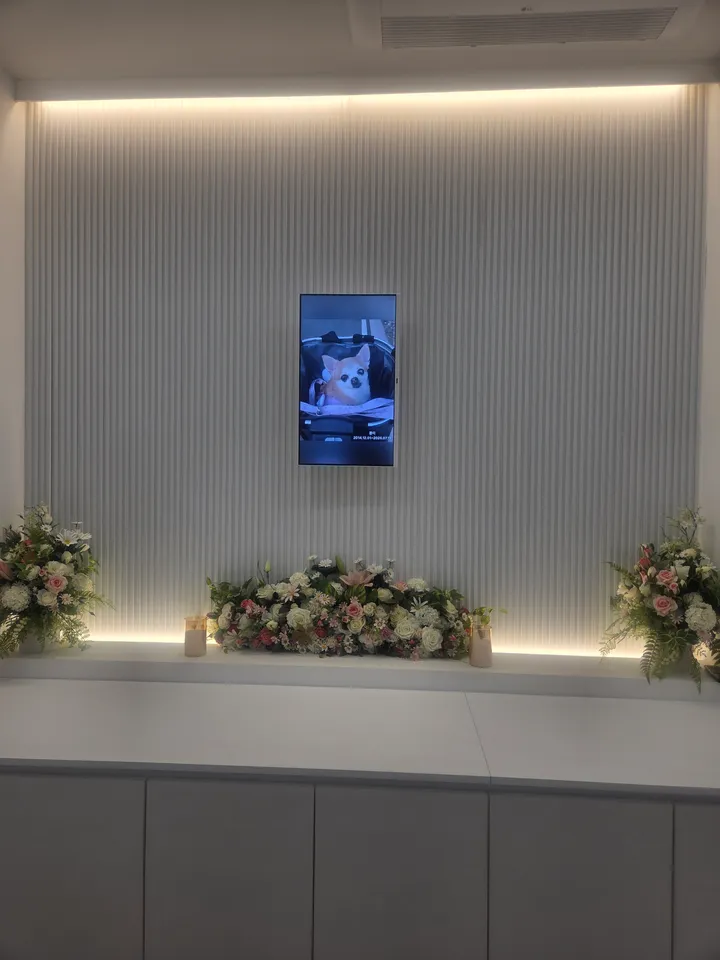 콩이 보호자 후기 이미지