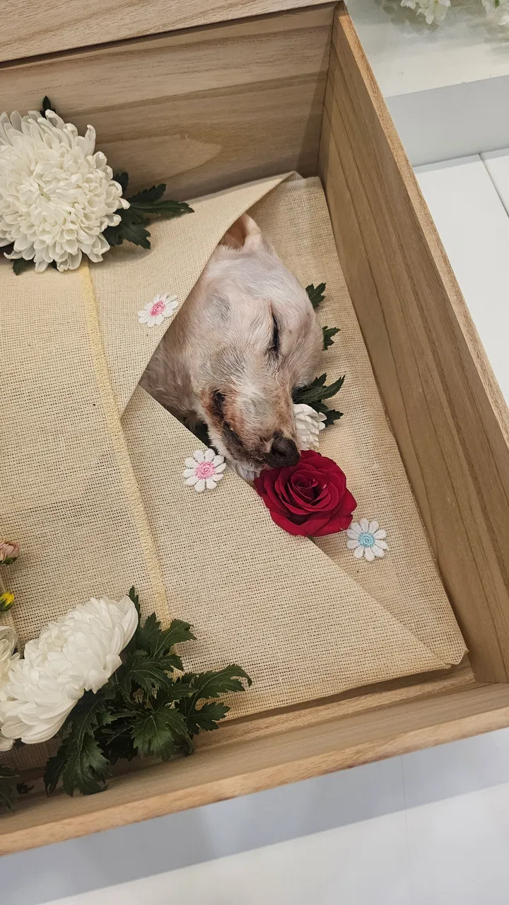 뽀리 보호자 후기 이미지