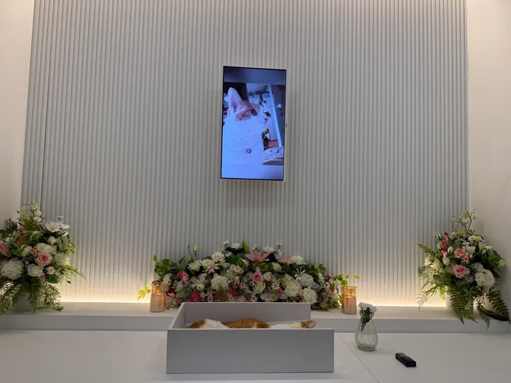 솔이 보호자 후기 이미지