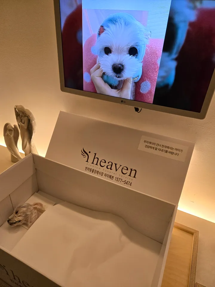 땅콩이 보호자 후기 이미지