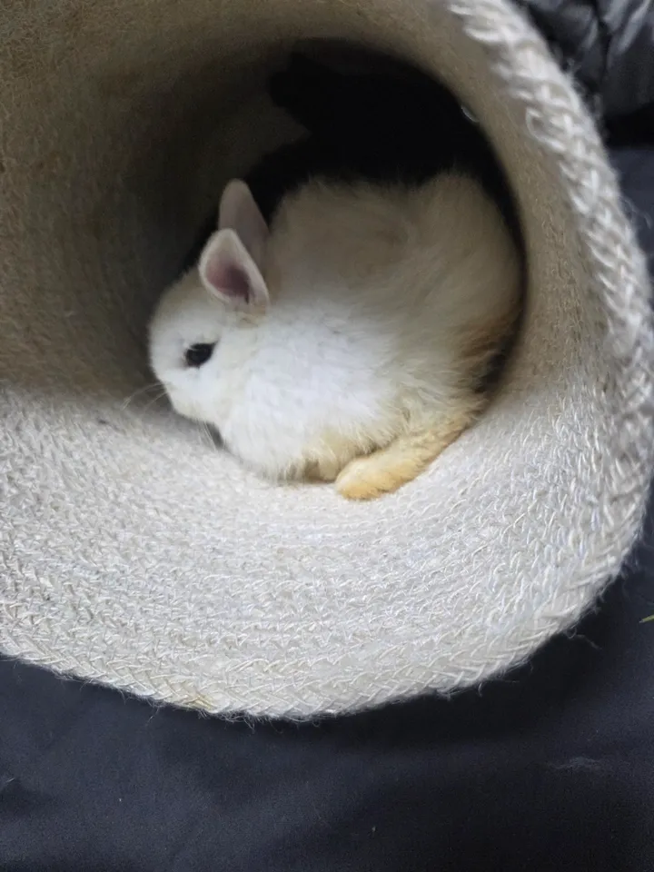 백설이 보호자 후기 이미지
