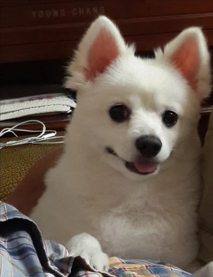 쫑이 보호자 후기 이미지