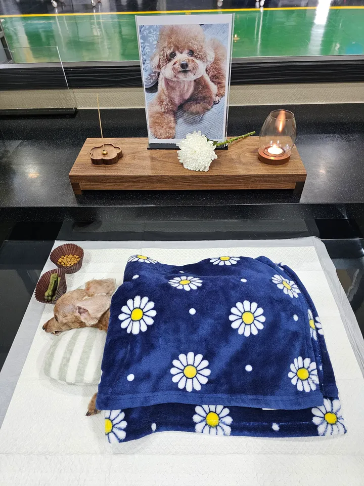 로비 보호자 후기 이미지