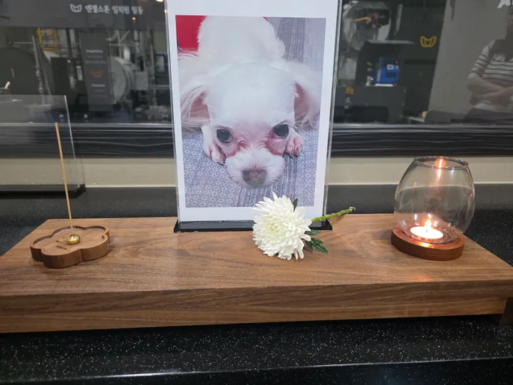 망고 보호자 후기 이미지