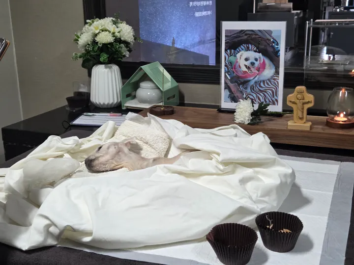 망고 보호자 후기 이미지