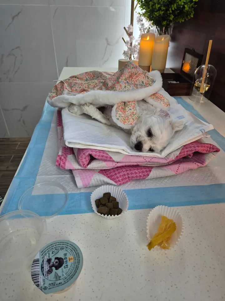 둥이 보호자 후기 이미지
