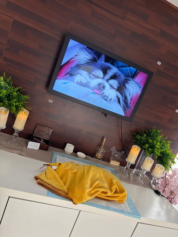 아리 보호자 후기 이미지